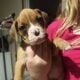 Boxer puppy