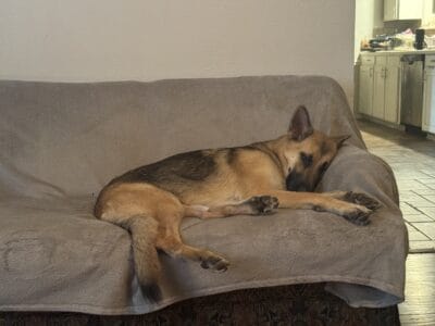 Free German Shepherd