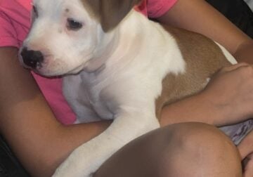 Red nose Pitbull puppies