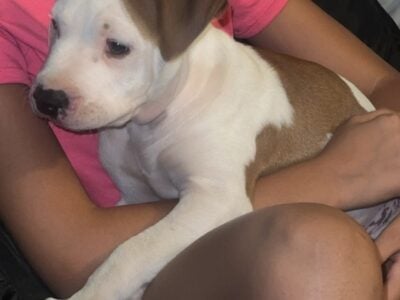 Red nose Pitbull puppies