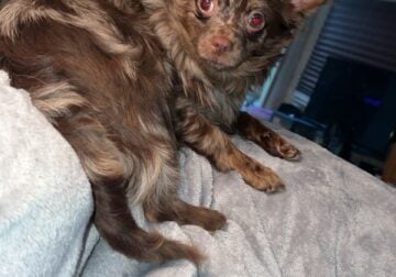 Chocolate merle Chihuahua