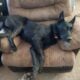 Beautiful All Black Belgian Shepherd