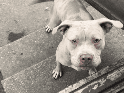 American bully