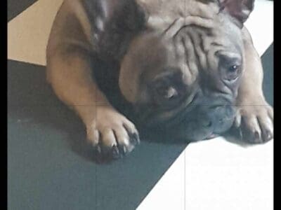 Female French bulldog
