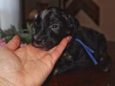Sheepadoodle Male “Ren”