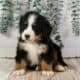 Honey – AKC Bernese Mountain Dog Puppy