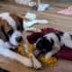 Saint Bernewfie Puppies