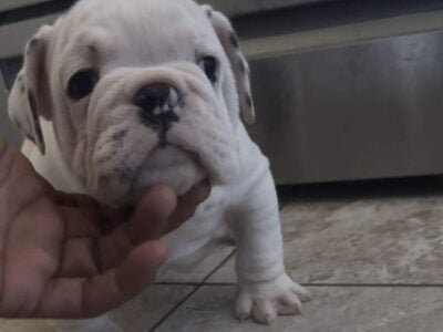 English bulldog puppy