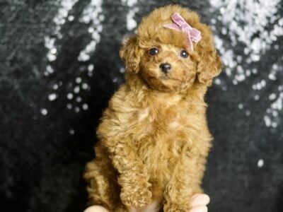Pattie UABR Toy Poodle Female