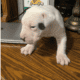 Dogo Argentino Puppy