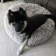 6 month old Husky