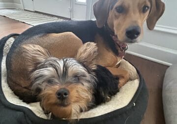 6-month-old Yorkie