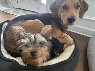 6-month-old Yorkie