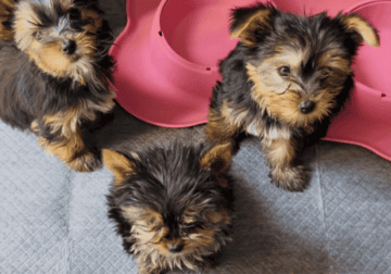 Teacup Yorkie Puppies
