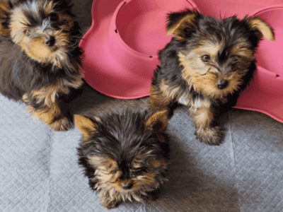 Teacup Yorkie Puppies