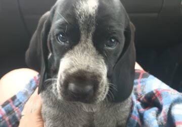 Coonhound – full blooded