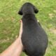 Great Dane puppies