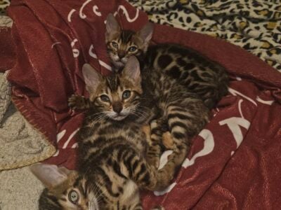 Bengal Kittens!