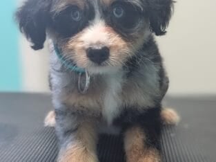 Miniature Aussiedoodles