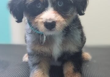 Miniature Aussiedoodles