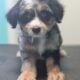 Miniature Aussiedoodles