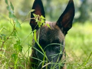 Belgium Malinois 1year