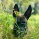 Belgium Malinois 1year