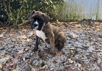 10 week old boxer puppies