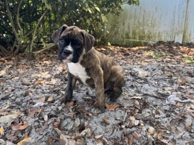 10 week old boxer puppies