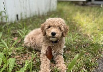 10 Week Goldendoodle