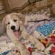 Pomeranian and other puppies. Healthy socialized