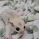 Sugar glider joeys