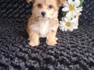 Teddy the yorkichon