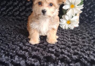 Teddy the yorkichon