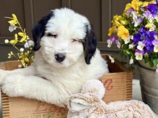 Mini Bernedoodle puppies