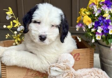 Mini Bernedoodle puppies