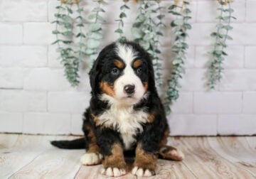 Peep – Well Socialized Bernese Mountain Dog Puppy