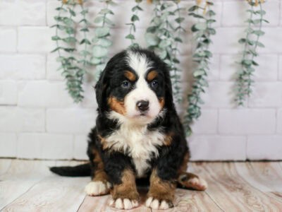 Peep – Well Socialized Bernese Mountain Dog Puppy