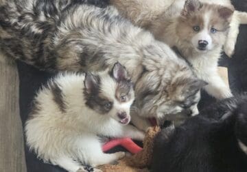 Pomsky pups
