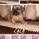 Perrys’ Olde English Bulldogges