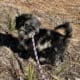 Micro/Toy Blue Merle Goldendoodle Puppy