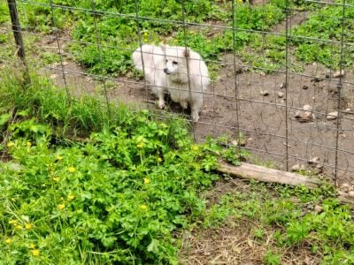 Toy American Eskimo