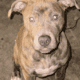 Blue nose Pitbull puppies looking for forever home