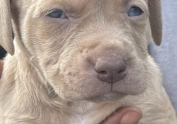 Lala the pup