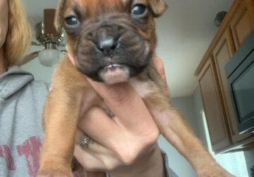 AKC Male Fawn Boxer Puppy
