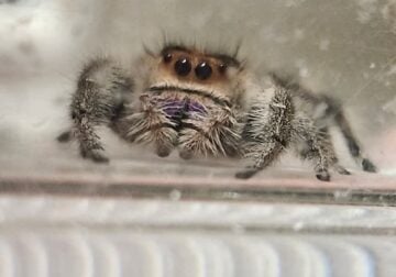 Regal Jumping Spiders
