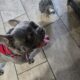Frenchie