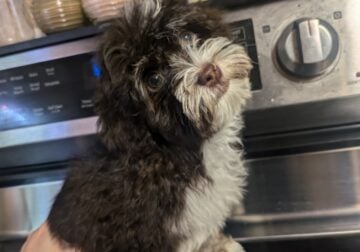 Havanese Puppies