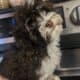 Havanese Puppies