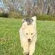 Golden Retriever puppy female